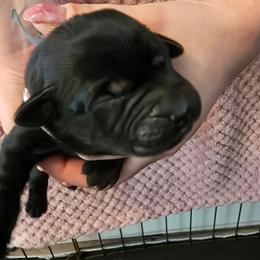 Boy 2 - Black male Labrador Retriever puppy in Oxford, Georgia from Cornish Mountain Labradors