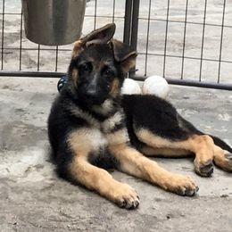 German Shepherd Puppies from Vom Furstenhund