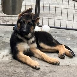 German Shepherd Puppies from Vom Furstenhund