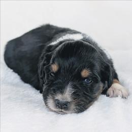 Purple - Black tri-color female Australian Shepherd puppy in Yakima, Washington from Naches Heights Ranch