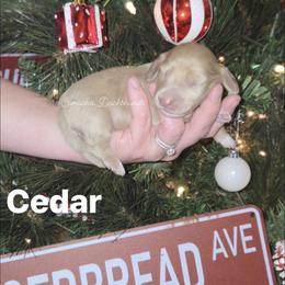 Cedar - Dapple male Dachshund puppy in Huntington, Texas from Camacho_Dachshunds
