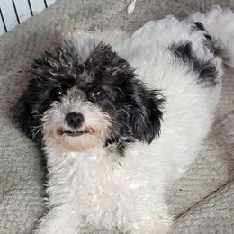 Peanut - Poodle
