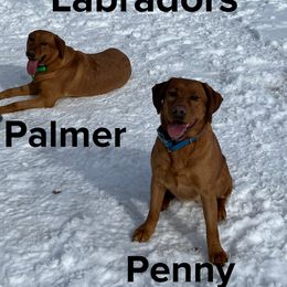 Penny - Labrador Retriever
