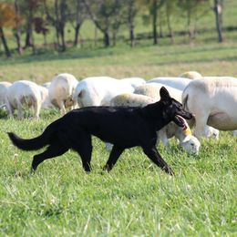 German Shepherds from SentinelHarts German Shepherds