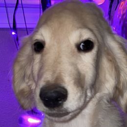 Liberty - Goldendoodle puppy from Zeusthemoosedoodles