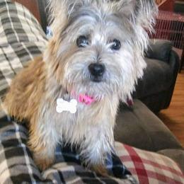 Cairn Terrier Puppies from Elam Acres Cairn Terriers