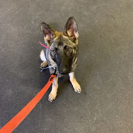 German Shepherd All Grown Up from Vom Stainherz kennels