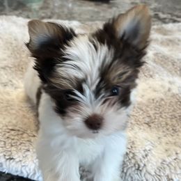 Chex - Yorkshire Terrier