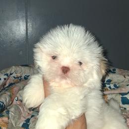 Boy 2 - White male Shih Tzu puppy in Birmingham, Alabama from K&D kennels