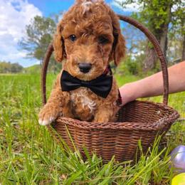 Cupid - Red  male Goldendoodle puppy in Augusta, Georgia from Ivey's Poodles & Doodles