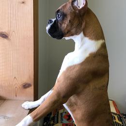 Boxer Puppies from CinniBon Boxers (Kennel)