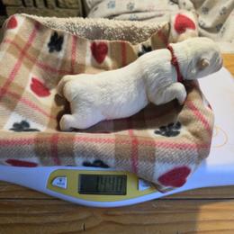 2 Red - White male Siberian Husky puppy in Dane, Wisconsin from Sunny Hurricane Siberians