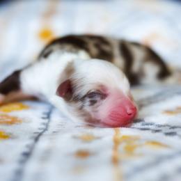 Quill (full tail) - Red merle male Miniature American Shepherd puppy in Battle Ground, Washington from Casita Miniature American Shepherds