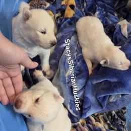 Boylen - White male Siberian Husky puppy in Savannah, Georgia from Stacy's Siberian Huskies