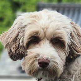 Aspen - Australian Labradoodle