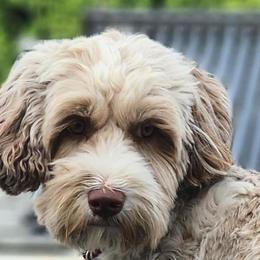 Aspen - Australian Labradoodle