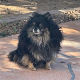 Tazzy - Pomeranian