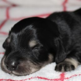 Goose - Black and cream male Dachshund puppy in North Ogden, Utah from Flying S Mini Dachshunds