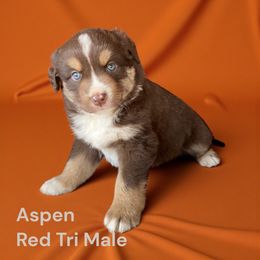 Aspen - Red tri male Miniature Australian Shepherd puppy in Mountainburg, Arkansas from Stonehill Aussies