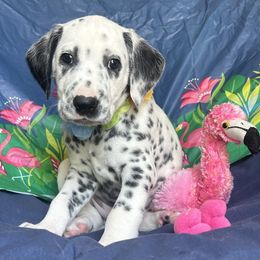 Red Boy - White and black male Dalmatian puppy in Stokesdale, North Carolina from Cosmic Spots Dalmatians