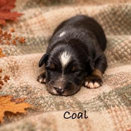 Coal - Black tri-color male Australian Shepherd puppy in Howardsville, Virginia from Spectacular Aussies and Cavaliers