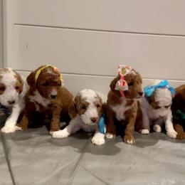 Goldendoodle Puppies from The Doodle House