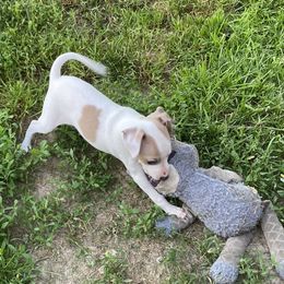 Girl 1 - Italian Greyhound puppy from Celeste Italian Greyhounds