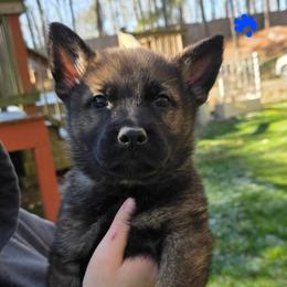 Blue boy - Sable male German Shepherd puppy in Gaineville, Georgia from Des Nebels