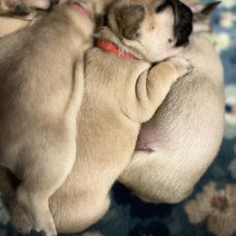 French Bulldog Puppies from White Hippo Frenchies