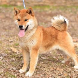 Boba - Shiba Inu