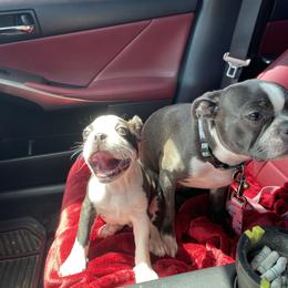 Boston Terrier Puppies from Bonze Boston Terriers