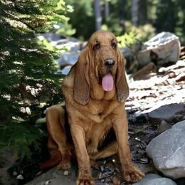Beth - Bloodhound
