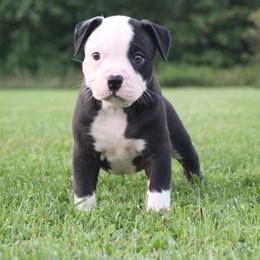 Girl 1 - female Alapaha Blue Blood Bulldog puppy in Grafton, Ohio from Eclipse Alapaha Kennels