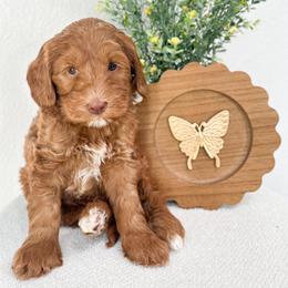 Thumper - Caramel male Australian Labradoodle puppy in Palmdale, California from Pixie Doodle Paws