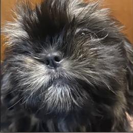 Dulux - Black and tan male Shih Tzu puppy in Corpus Christi, Texas from Pam Crump Shih Tzu