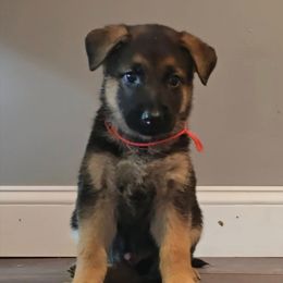 German Shepherd Puppies from Muddy Acres German Shepherds
