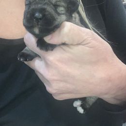 Girl 1 - Miniature Schnauzer puppy in Mountain Home, Idaho from Kissack Kennels