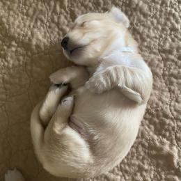 Roxy white collar - Cream female Dachshund puppy in Lake Mary, Florida from Lakeside Doxies
