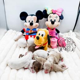 Toodles - Piebald female Dachshund puppy in Prairieville, Louisiana from Southern Barron Danes & Dachshunds