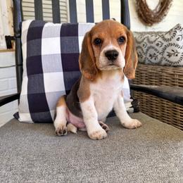 Baby boy 3 - Black white and tan male Beagle puppy in Monticello, Georgia from Beaglelove