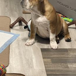 Bullet - Red male Bulldog puppy in Mount Airy, North Carolina from PrimeCut Bulldogs