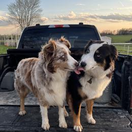 Australian Shepherds from Dogwood Lane Canine