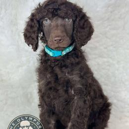 🩵💚Betelgeuse🩵💚 - Poodle puppy from The Olympus Standard Poodle
