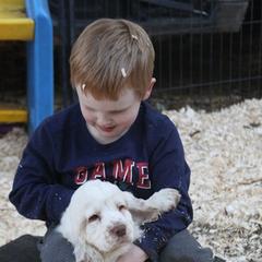 Clumber Spaniel and Irish Red and White Setter Puppies from NyaStar & Chequamegon
