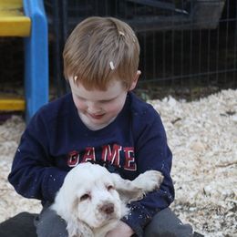 Clumber Spaniel and Irish Red and White Setter Puppies from NyaStar & Chequamegon