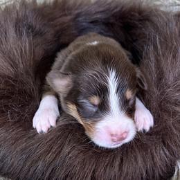 Badger- Black Collar - Red tri-color male Australian Shepherd puppy in Newport, Rhode Island from Wildlings Australian Shepherds