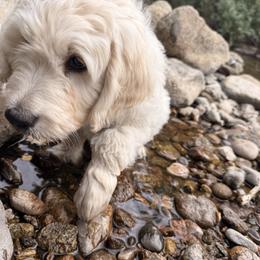 Girl 3 - female Golden Retriever puppy in Evergreen, Colorado from Evergreen Snow Doodles