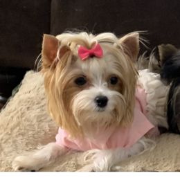 Sasha - Yorkshire Terrier