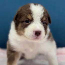 Hazelnut - Red tri-color female Australian Shepherd puppy in Wrightstown, New Jersey from Hartzland Farm Australian Shepherds