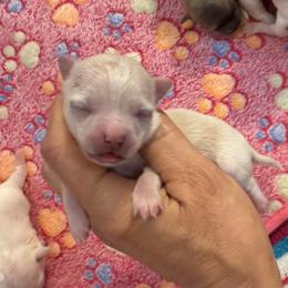 Cream boy - Cream male Chihuahua puppy in Summerfield, Florida from Uey’s Chihuahuas